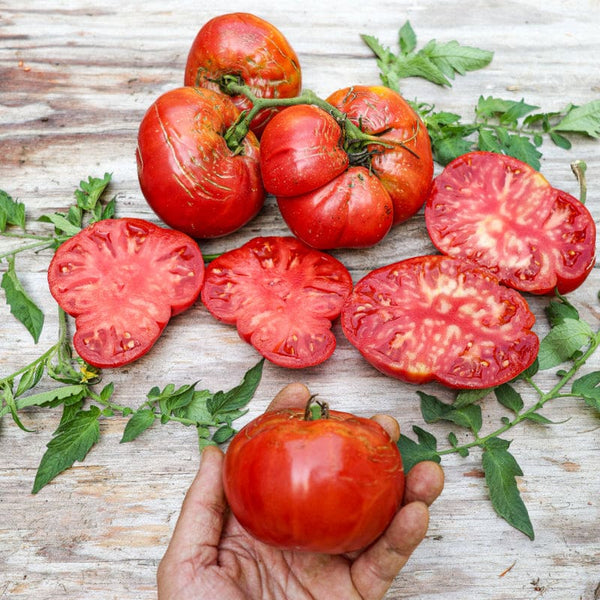 Pruden's Purple Tomato (Heirloom, 72 Days) – Pinetree Garden Seeds