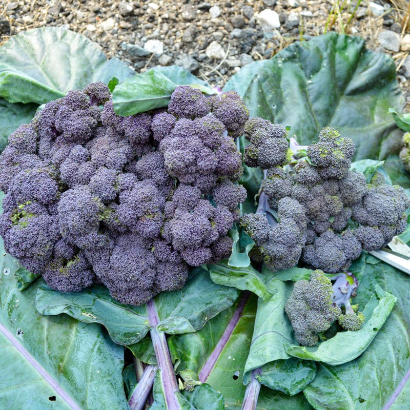 Purple Magic Broccoli (F1 Hybrid 62 Days) – Pinetree Garden Seeds