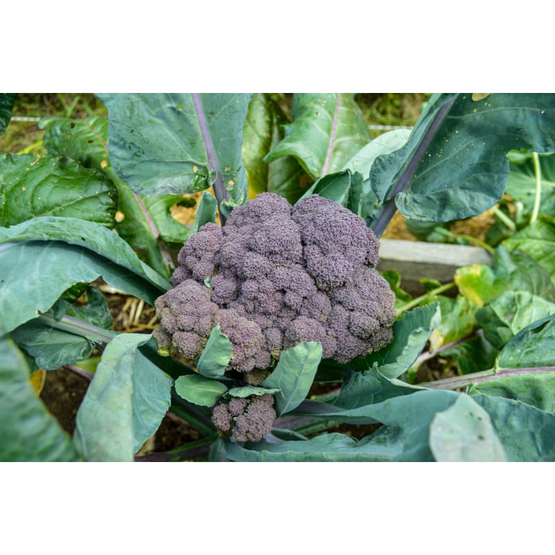 Purple Magic Broccoli (F1 Hybrid 62 Days) – Pinetree Garden Seeds