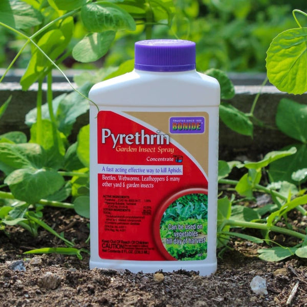 vegetable garden insect killer Bonide Pyrethrin Garden Insect Spray Concentrate