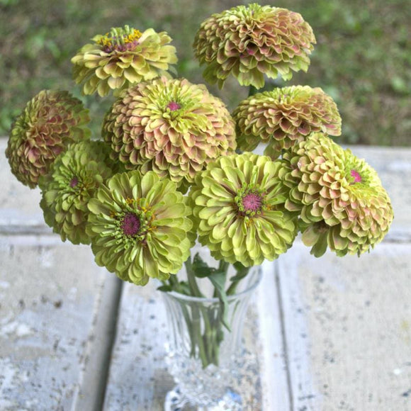 Queen Lime with Blush Zinnia (Zinnia elegans) – Pinetree Garden Seeds