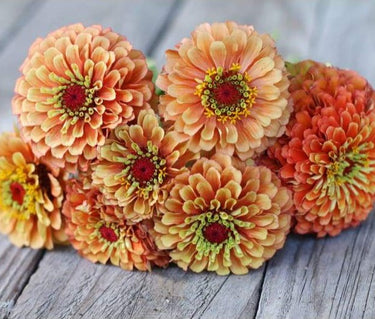 Queen Lime Orange Zinnia - Flowers