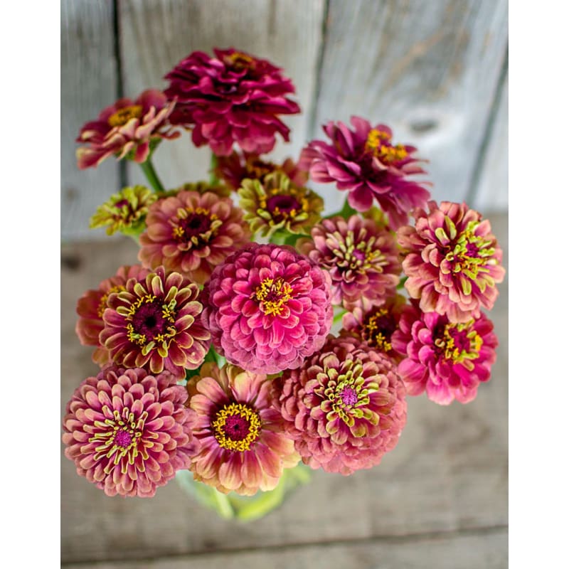 Queeny Red Lime Zinnia – Pinetree Garden Seeds