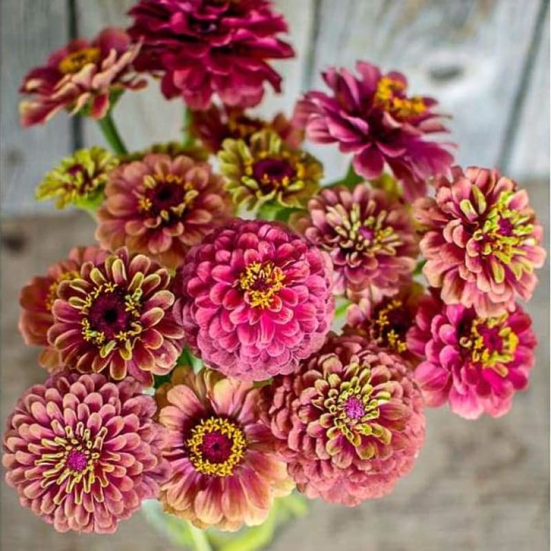 Queeny Red Lime Zinnia – Pinetree Garden Seeds