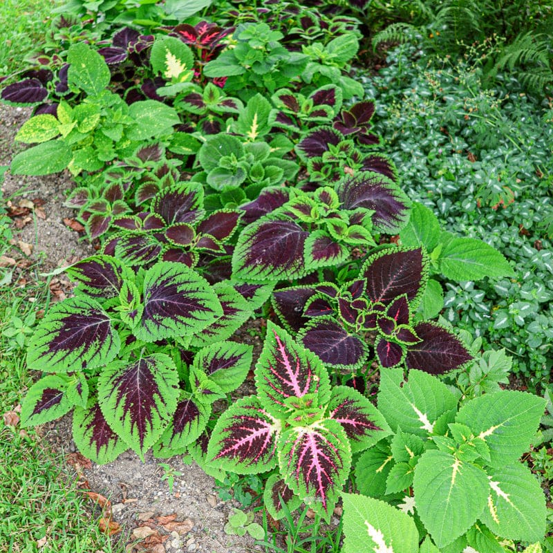 Festive Dance Rainbow Coleus Seed Online †Joyful Seedsâ Festive Dance Rainbow Coleus Seed Online †Joyful Seedsâ