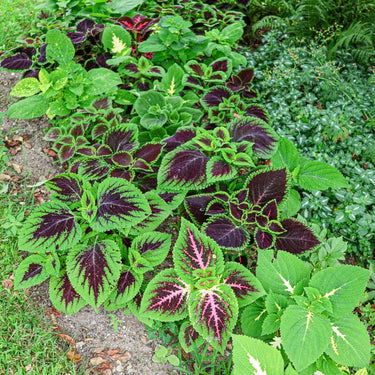Rainbow Mix Coleus - Flowers