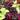 Colorful coleus plants with green, pink, and purple leaves in a garden setting.