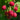 Raspberry ’Nova’ - Spring