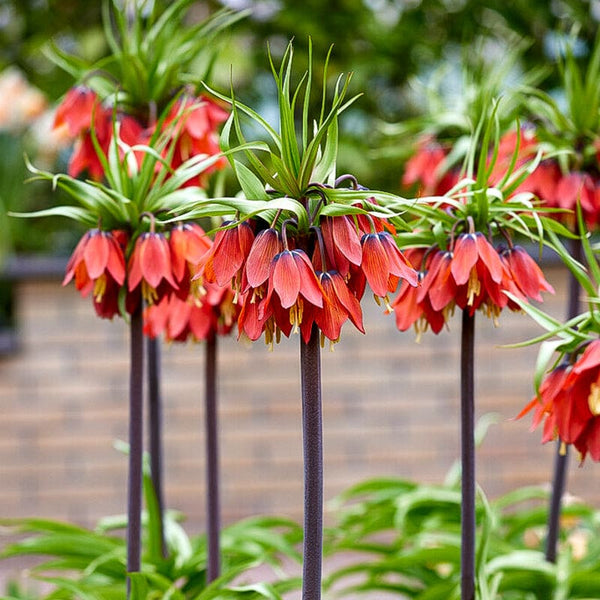 imperial garden seeds Red Crown Imperial Fritillaria