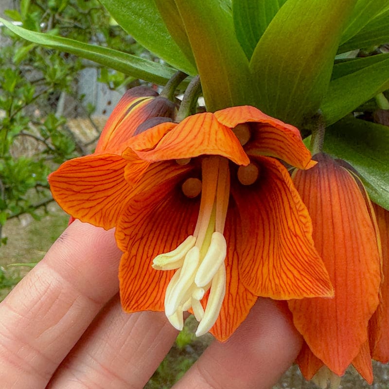 planting fritillaria seeds Red Crown Imperial Fritillaria