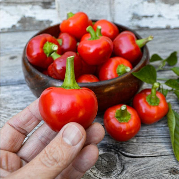 red bell pepper plant from seed temperature Bulk Hot Pepper Seeds