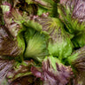 Red Iceberg Lettuce (70-80 Days) - Vegetables