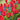 Red Impression Tulip - Fall