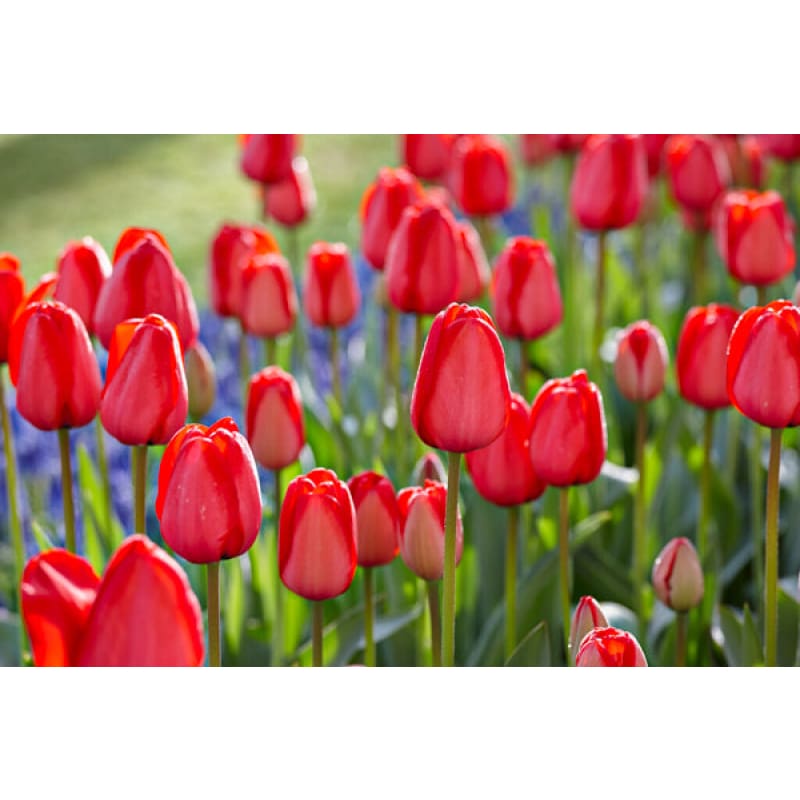 Red Impression Tulip
