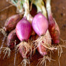 Red Long of Tropea Onion (Heirloom 90 Days) - Vegetables