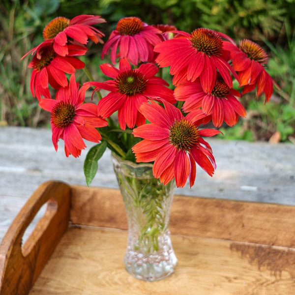 echinacea purpurea seeds for sale #1 Echinacea × Artisan 'Red Ombre'/ Coneflower