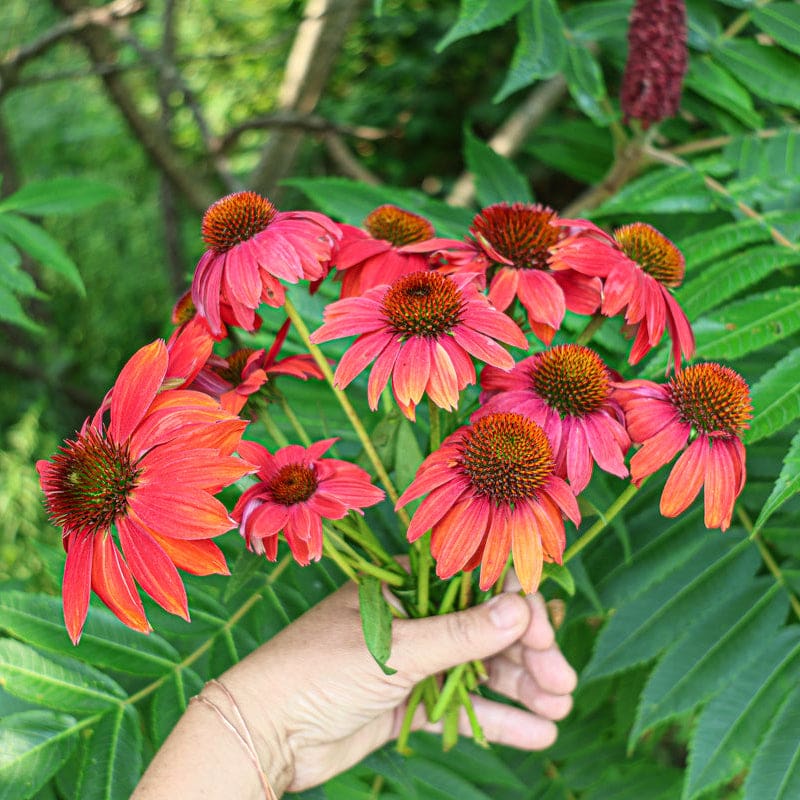 echinacea sombrero seeds #1 Echinacea × Artisan 'Red Ombre'/ Coneflower