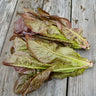 Red Romaine Lettuce (50 Days) - Vegetables