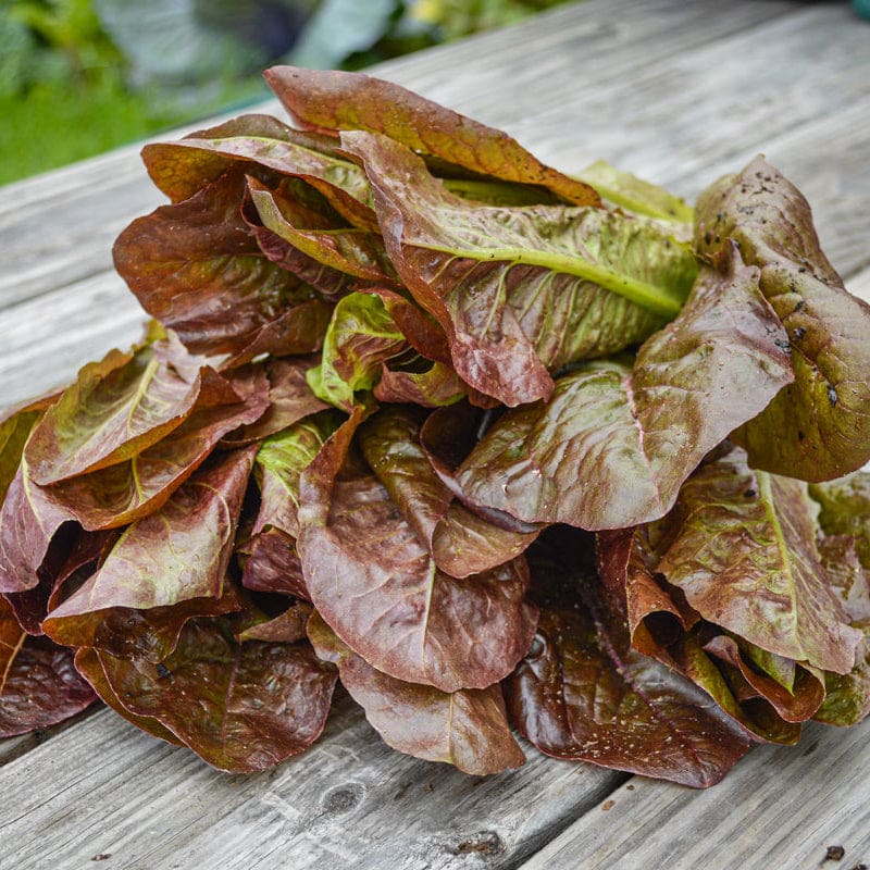 plant romaine lettuce seeds Red Romaine Lettuce (50 Days)