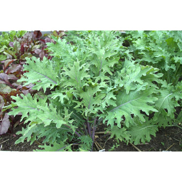 Red Russian Kale (Heirloom 58 Days) - Vegetables