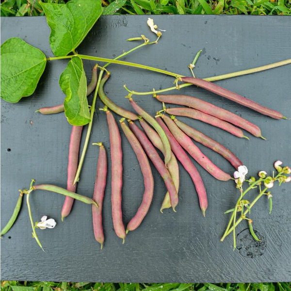 red beans seeds for planting Red Swan Bush Bean (55 Days)