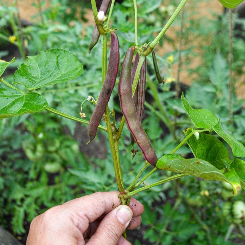 red beans seeds for planting Red Swan Bush Bean (55 Days) – Pinetree Garden Seeds