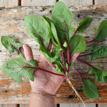 Red Tabby Spinach (F1 Hybrid 31 Days) - Vegetables