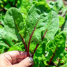 Red Tabby Spinach (F1 Hybrid 31 Days) - Vegetables