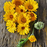 Resina Calendula