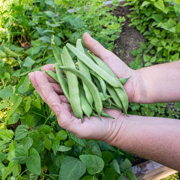 Roma II Bush Bean (58 Days) Garden Seeds
