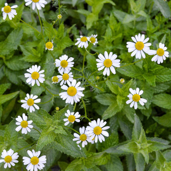 Roman Chamomile – Pinetree Garden Seeds