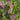 Rose shade pink statice flower on bright green stems