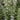 Rosemary Essential Oil (5 ml) - Garden Supplies