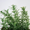 Rosemary - Herbs