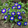 Royal Ensign Convolvulus - Flowers