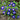 Royal Ensign Convolvulus - Flowers