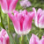 Royal Ten Tulip