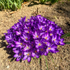 Ruby Giant Crocus