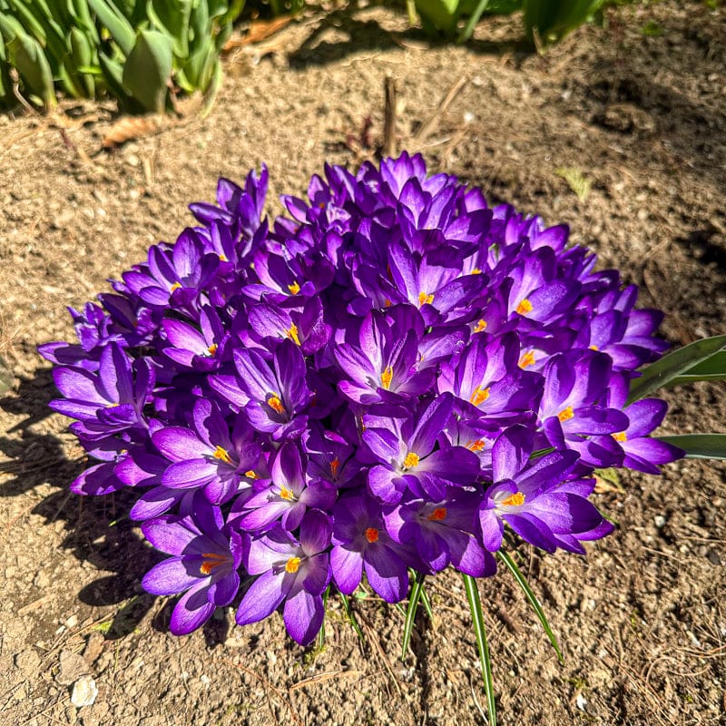 Ruby Giant Crocus
