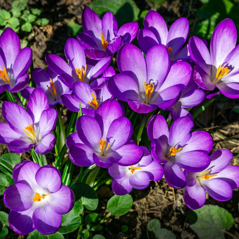 Ruby Giant Crocus
