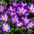 Ruby Giant Crocus