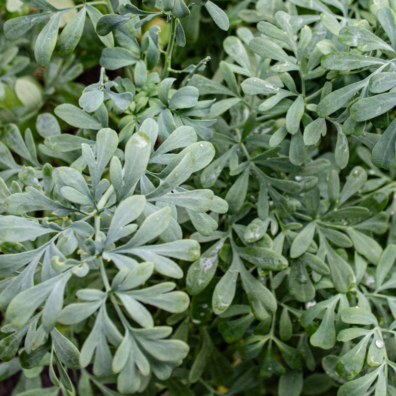 Rue Seeds - Ruta Graveolens Perennial Herb | 50 Seeds – Pinetree Garden ...