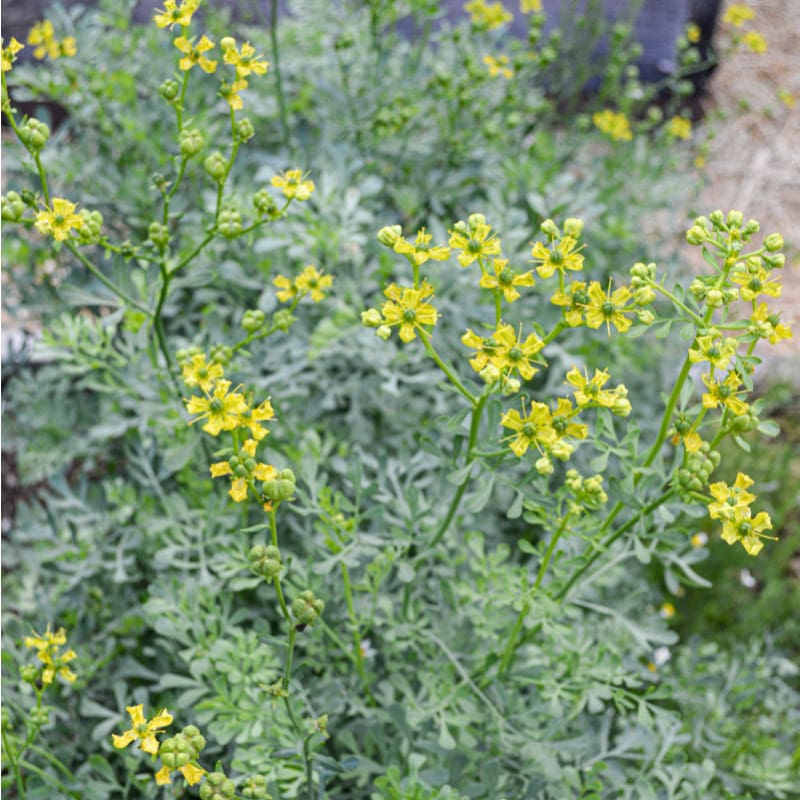 Rue Seeds - Ruta Graveolens Perennial Herb | 50 Seeds – Pinetree Garden ...
