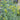 Rue - Herbs