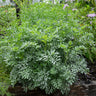 Rue - Herbs