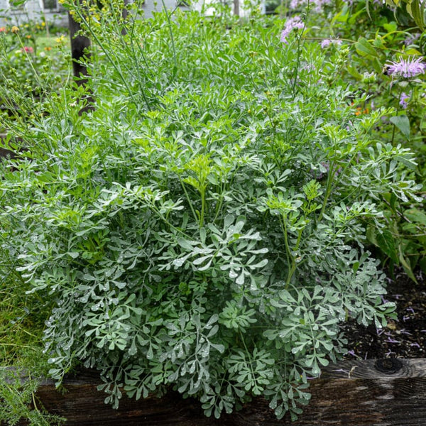 garden rue seeds Rue