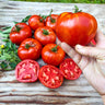 Rutgers Tomato (73 Days) - Vegetables
