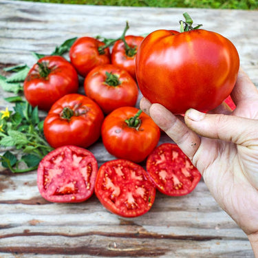 Rutgers Tomato (73 Days) - Vegetables