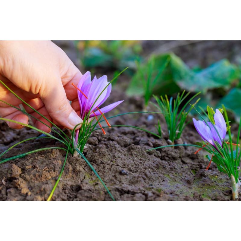 kesar plant seeds Saffron Crocus – Pinetree Garden Seeds