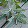 Pale green white sage freshly picked on a wooden background.